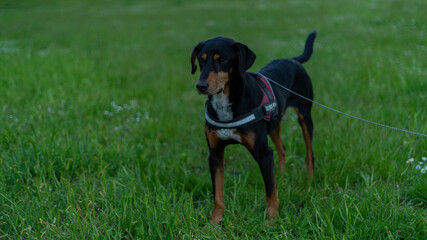 Happy black dog standing at grass