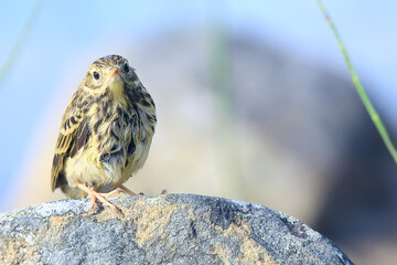 little wagtail bird chick, wildlife bird sitting on a stone