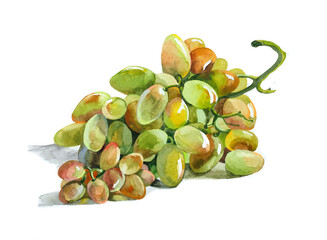 Grapw branch watercolor painting isolated on white background botanical illustration for all prints. Fruits pattern.
