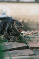 Obraz premium cat in the garden