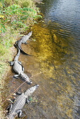 Alligatoren im Everglades National Park, Florida