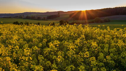 Scenic view of yellow rapeseed field (Brassica napus) at sunset in the evning in Germany