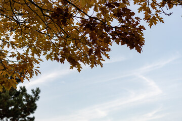 yellow autumn leaves against blue sky for copy space