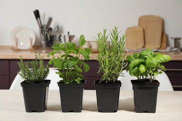 Pots with basil, thyme, mint and rosemary on white wooden table in kitchen