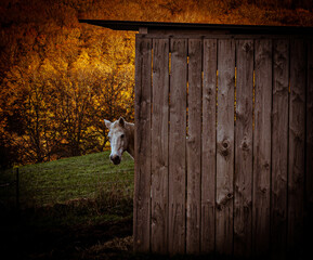 Pferd im Stall