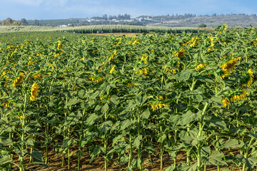 Fototapeta na wymiar Behind a blooming field of sunflowers, a field of corn