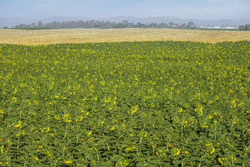 Fototapeta premium Behind a blooming field of sunflowers, a field of mown wheat