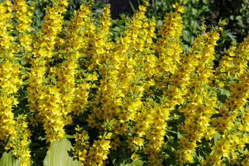 Yellow moneywort flower close up, colorful and vivid plant. Great plant for curbs.