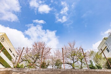 都会に咲く満開の桜の花