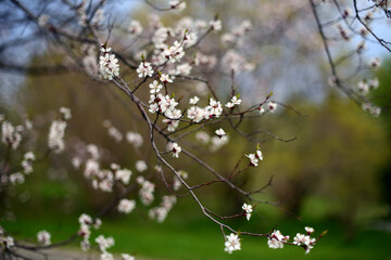branches with spring blossoms
