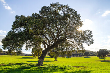 Holm oak tree