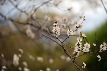 branches with spring blossoms