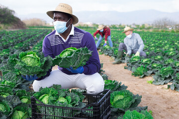 Afro american man farmer in face mask picking fresh organic cabbage in crate on farm