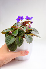 Potted blossoming blooming african lilac violet viola streptocarpus saintpaulia flowers in fe,ale woman hand isolated on white. Home gardening house plant