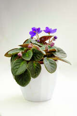 Potted blossoming blooming african blue violet viola streptocarpus saintpaulia flowers isolated on white. Home gardening house plant