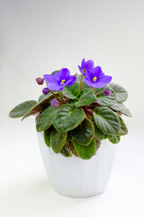 Potted blossoming blooming african blue violet viola streptocarpus saintpaulia flowers isolated on white. Home gardening house plant