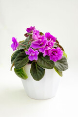 Potted blossoming blooming african pink violet viola streptocarpus saintpaulia flowers isolated on white. Home gardening house plant