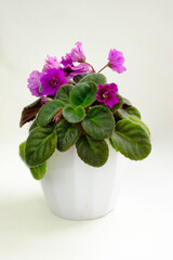 Potted blossoming blooming african pink violet viola streptocarpus saintpaulia flowers isolated on white. Home gardening house plant