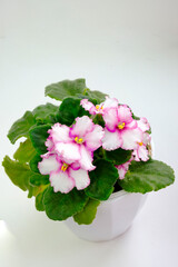Potted blossoming blooming african pink lilac violet viola streptocarpus saintpaulia flowers isolated on white. Home gardening house plant