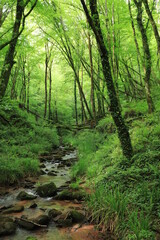 Fototapeta premium ruisseau en sous-bois