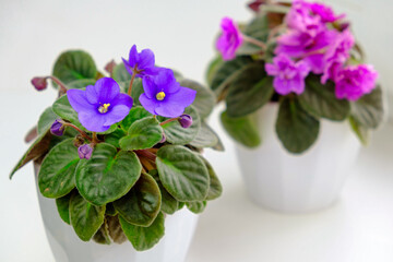 Naklejka na ściany i meble Group of potted blossoming blooming african violet viola streptocarpus saintpaulia flowers isolated on white. Home gardening house plant