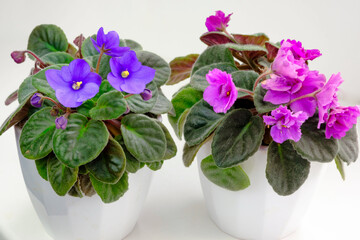 Group of potted blossoming blooming african violet viola streptocarpus saintpaulia flowers isolated on white. Home gardening house plant