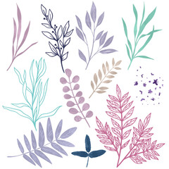 Wild floral elements, herbs, flowers and leaves