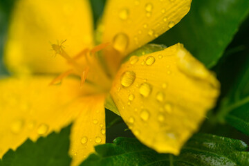 Raindrops on damiana (Turnera diffusa)  flower, Vietnam