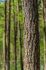 Pine trees with needles in the pine forest, Dalat