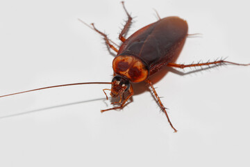 Brown winged cockroach on white background
