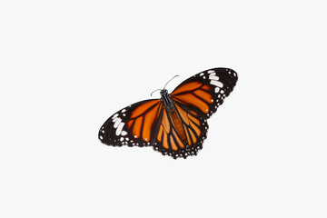 Fototapeta na wymiar Monarch butterfly with spread wings isolated on a white background