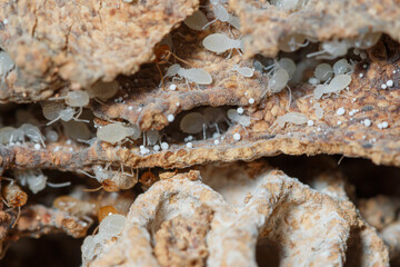 Termite white larvae with many on a termite nest,close up