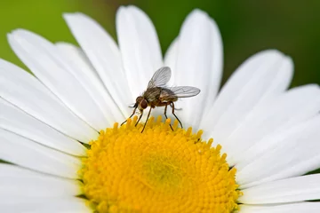 Fototapeten Fliege (Siphona spec.) auf einer Margeriten-Blüte // Fly (Siphona spec.) on a daisy flower © bennytrapp