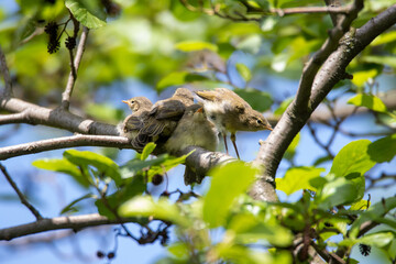 Naklejka premium Fitis Jungtiere