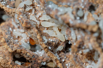 Termite white larvae with many on a termite nest,close up