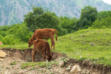 Calves graze in an alpine green meadow