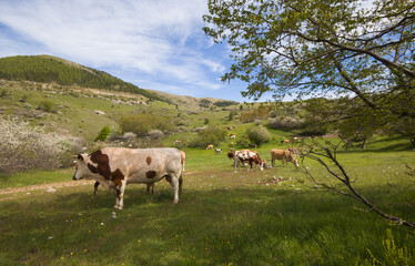 Grazing cows on a green meadow near Campo Imperatore in Abruzzo