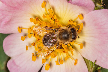 Fototapeta na wymiar Bee pollinating dog-rose flowers in spring