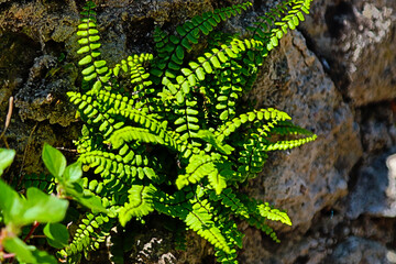 dry stone wall to the north with a fern plant