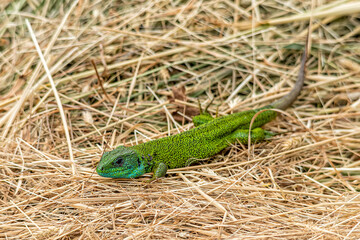 Green european lizard (Lacerta viridis) in nature