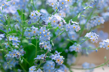 Forget me not flower bouquet close up macro. Selective focus