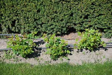 Young rose bushes in the garden on drip irrigation