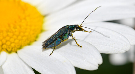 Blaugrüner Schenkelkäfer, Grüner Scheinbockkäfer (Oedemera nobilis) // false oil beetle