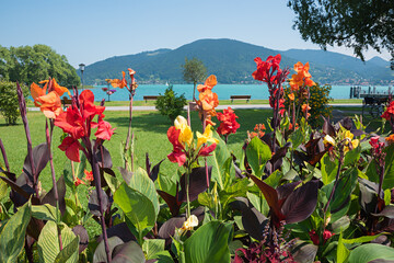 colorful canna flowers at spa garden Bad Wiessee, upper bavaria - obrazy, fototapety, plakaty