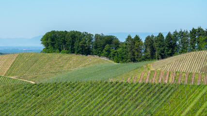 Beautiful landscape background, panorama of vineyards grapevines grapes in the Black Forest Durbach Offenburg Ortenaukreis