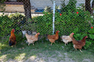 Hähne und Hühner im Dorf,Norden des Irans, Provinz Gilan