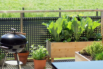 Summer urban terrace garden with growing vegetables and barbecue - obrazy, fototapety, plakaty