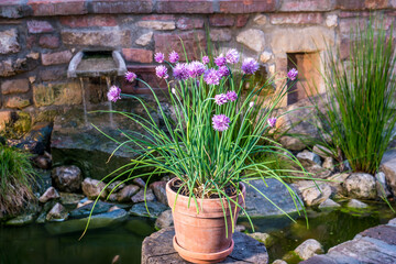 flowering chives in a ceramic pot by the garden wall - obrazy, fototapety, plakaty