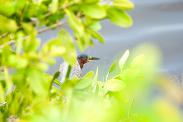green heron