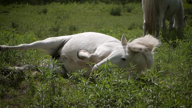 Chevale qui se roule dans la terre et qui se rel&egrave;ve